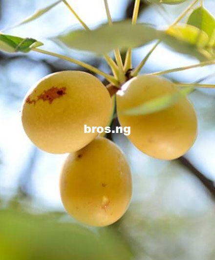 6 Reasons Why You Should Add Marula Oil to Your Skincare Routine
