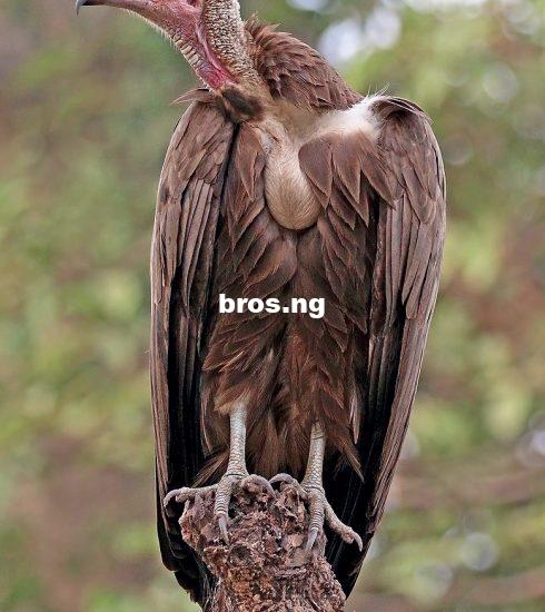 Lazy Vultures On The Loose!