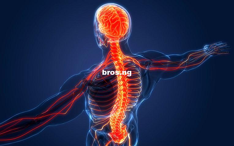 Brain Gains: Simple Tricks to Keep Your Nervous System Sharp