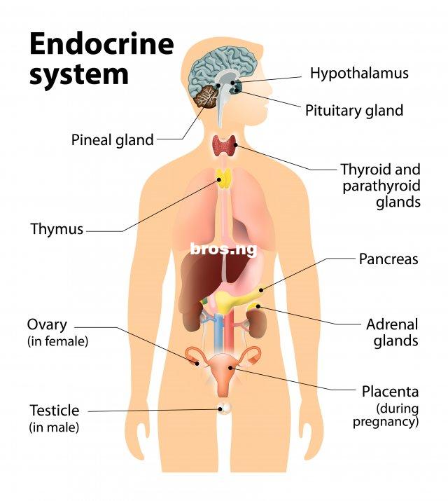 Hormone Harmony: Tips for Balancing Your Endocrine Health